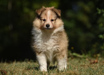 Les chiots de Shetland Sheepdog