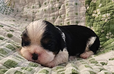 Les chiots de Cavalier King Charles Spaniel