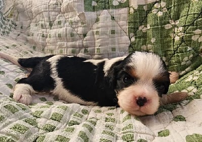 Les chiots de Cavalier King Charles Spaniel