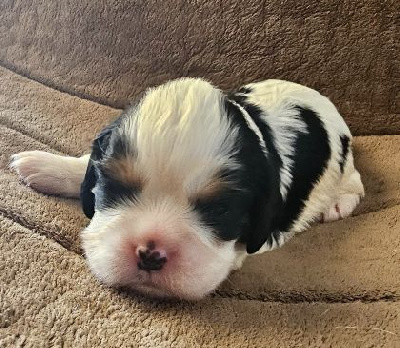 Les chiots de Cavalier King Charles Spaniel