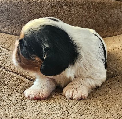 Les chiots de Cavalier King Charles Spaniel