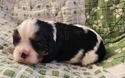 Les chiots de Cavalier King Charles Spaniel