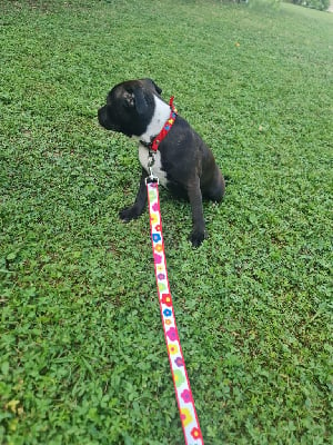 Les chiots de Staffordshire Bull Terrier