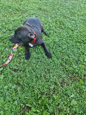 Les chiots de Staffordshire Bull Terrier