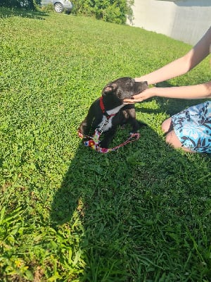 Les chiots de Staffordshire Bull Terrier