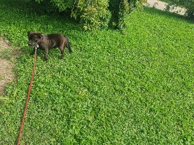 Les chiots de Staffordshire Bull Terrier