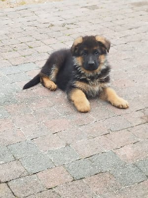 Les chiots de Berger Allemand