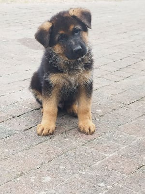 Les chiots de Berger Allemand