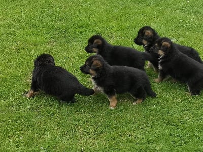 Les chiots de Berger Allemand