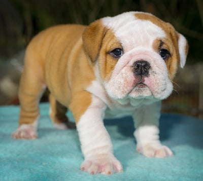 Les chiots de Bulldog Anglais