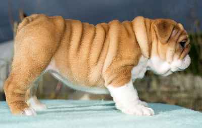 Les chiots de Bulldog Anglais