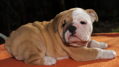 Les chiots de Bulldog Anglais