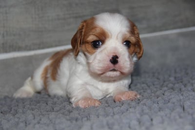 Les chiots de Cavalier King Charles Spaniel