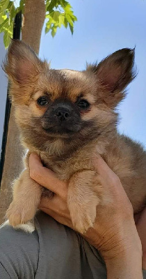 Les chiots de Chihuahua