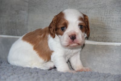 Les chiots de Cavalier King Charles Spaniel