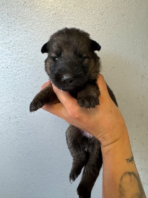 Les chiots de Berger Allemand