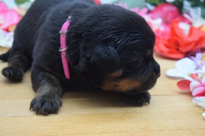 Les chiots de Rottweiler