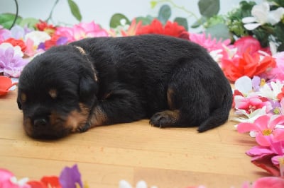 Les chiots de Rottweiler