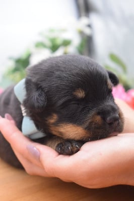 Les chiots de Rottweiler