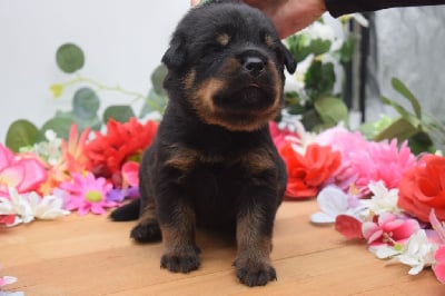 VERT - Rottweiler