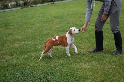 Les chiots de American Staffordshire Terrier