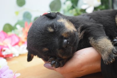 Les chiots de Rottweiler