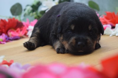 Les chiots de Rottweiler