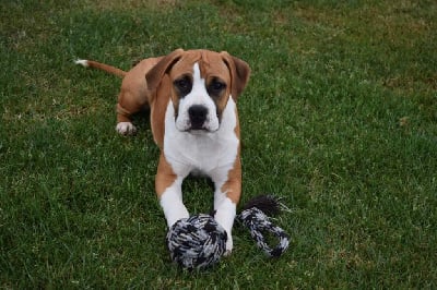 Les chiots de American Staffordshire Terrier