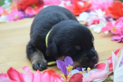 Les chiots de Rottweiler