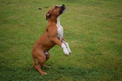 Les chiots de American Staffordshire Terrier