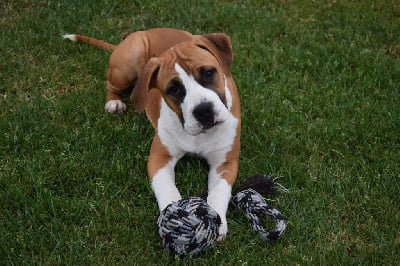 Les chiots de American Staffordshire Terrier