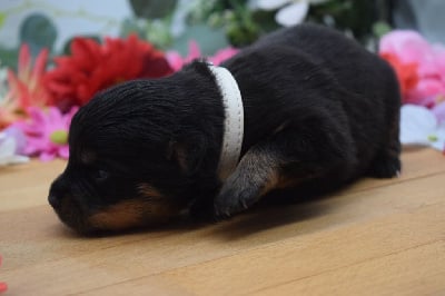 Les chiots de Rottweiler