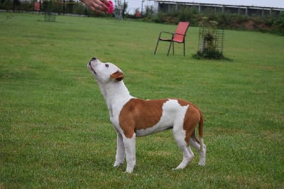 Les chiots de American Staffordshire Terrier