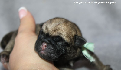 Les chiots de Carlin