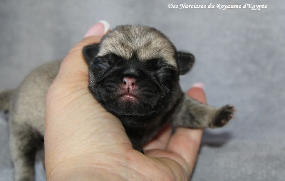 Les chiots de Carlin