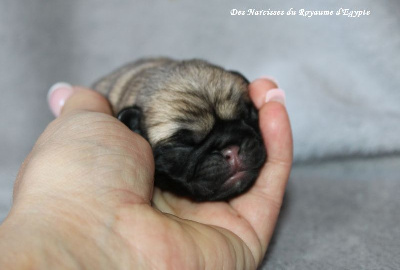 Les chiots de Carlin