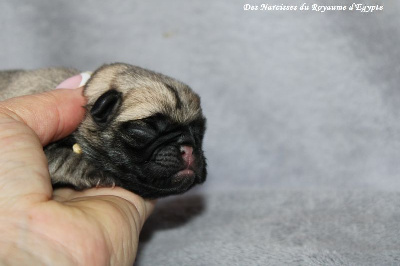 Les chiots de Carlin