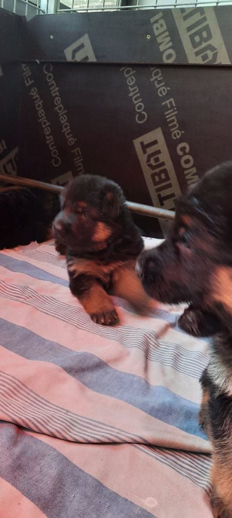 CHIOT 4 - Berger Allemand