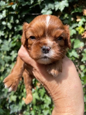 Les chiots de Cavalier King Charles Spaniel