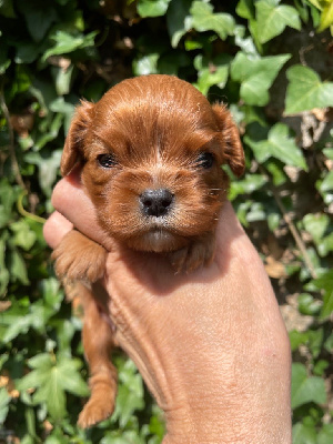 Les chiots de Cavalier King Charles Spaniel