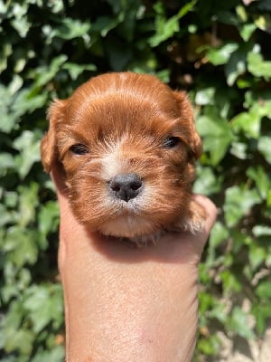 Les chiots de Cavalier King Charles Spaniel