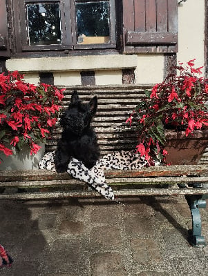 Les chiots de Scottish Terrier