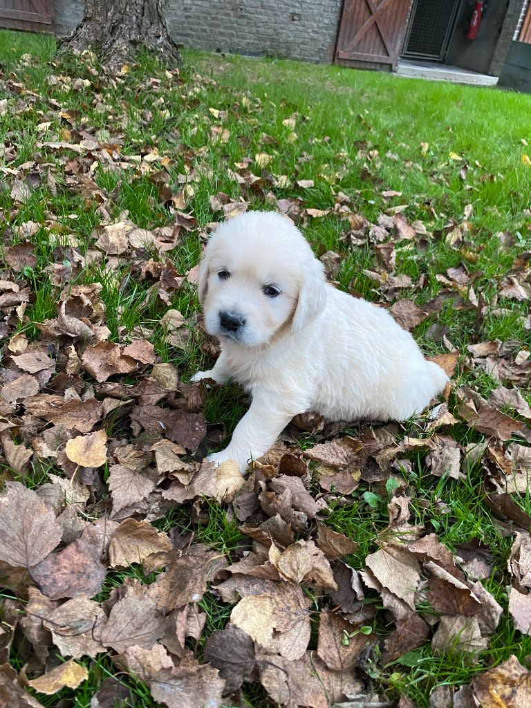 CHIOT 4 - Golden Retriever