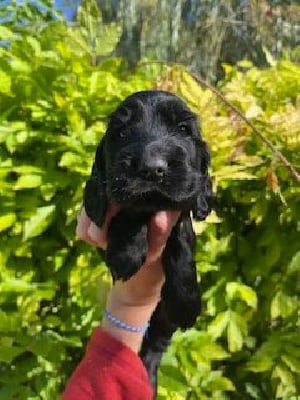 Les chiots de Cocker Spaniel Anglais