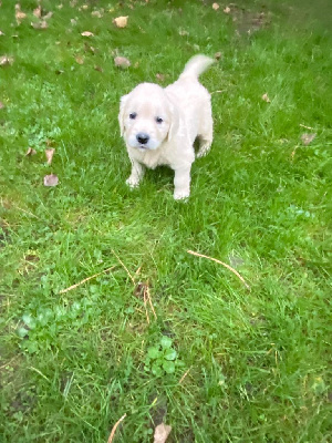 Les chiots de Golden Retriever