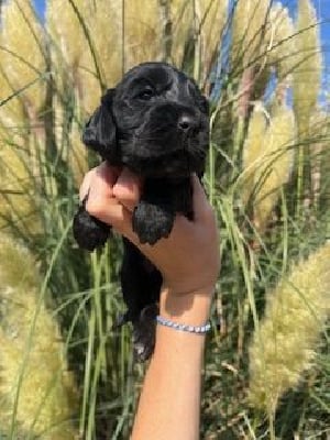 Les chiots de Cocker Spaniel Anglais