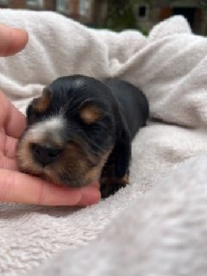 Les chiots de Cocker Spaniel Anglais