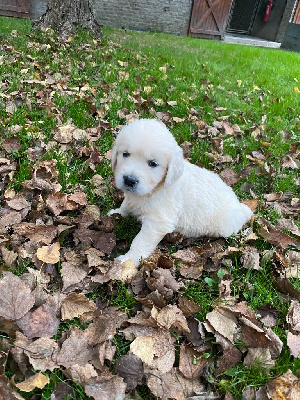 Les chiots de Golden Retriever