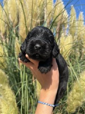 Les chiots de Cocker Spaniel Anglais