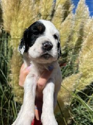 Les chiots de Setter Anglais